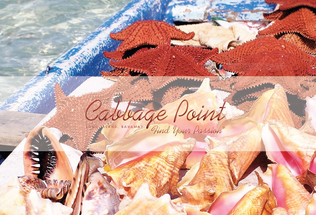 Cabbage Point Lot 3
